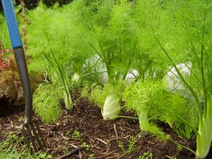 A forest of fennel
